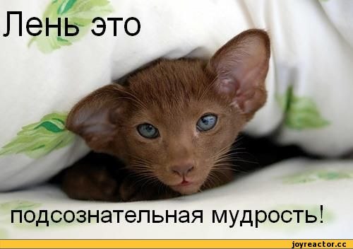 Мохнатые беспредельщики