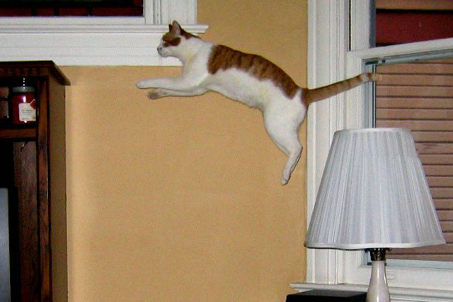 Летающий котовторник на ЯПлакалъ! (38 котов)