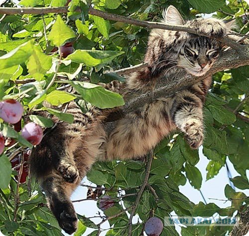 Пожарные спасли жизнь кошки, застрявшей в сливе