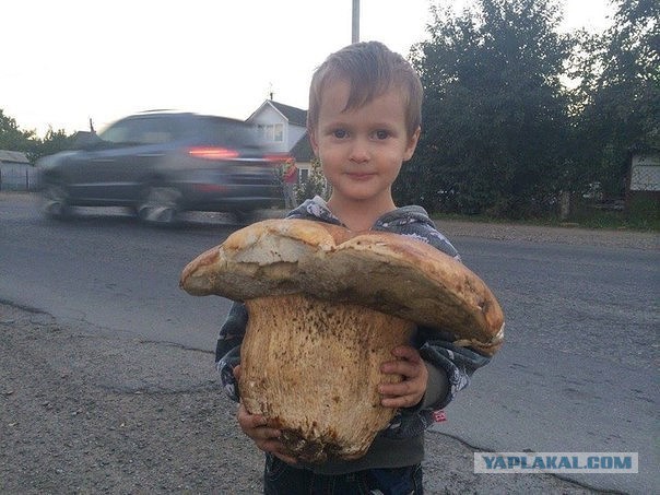 Я тоже сходил по грибы