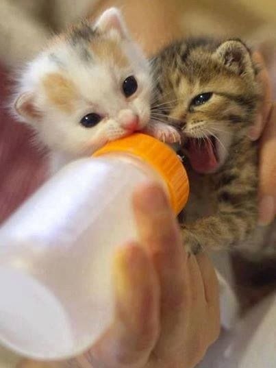 Коты из сети