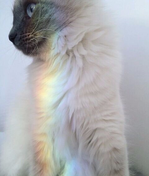 Коты из сети