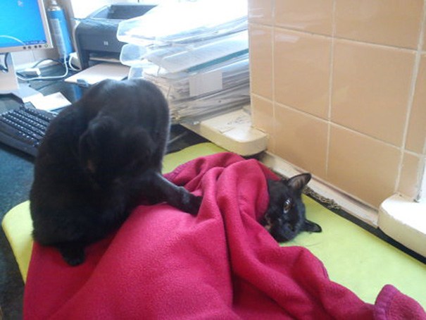 Коты и Кошки