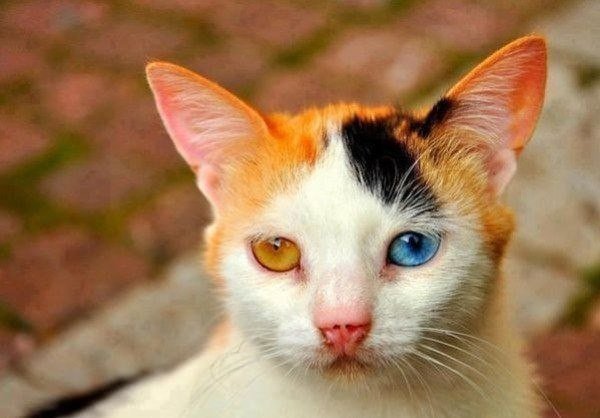 Коты и Кошки