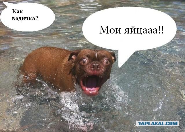 Жабельный собакен