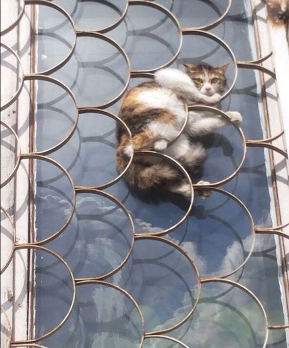 Коты и Кошки