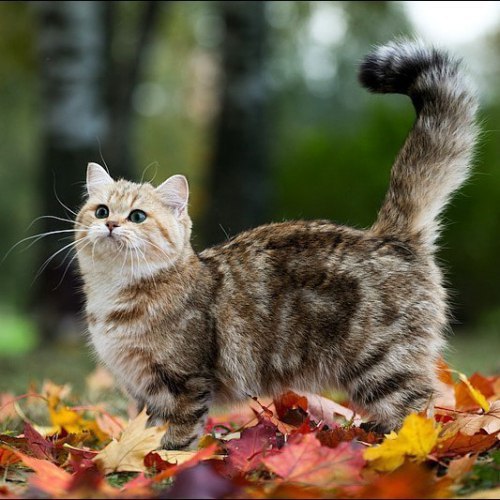 Осеннему котовторнику быть!