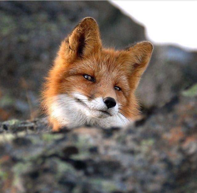 Живность из сети