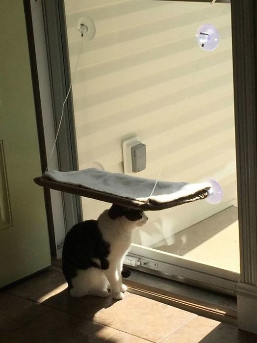 Прикольных котов пост