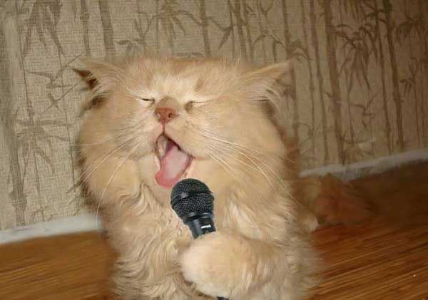 Уррааа! Котовторник на ЯПлакалъ!
