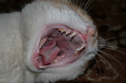 Коты говорят НЕТ понедельникам! Зевающие коты