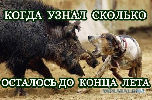 Прикольные картинки абавсём