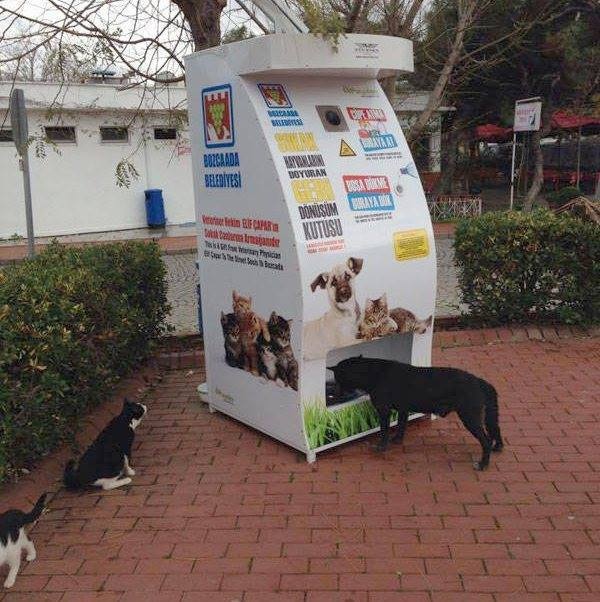 Прикольных котов пост