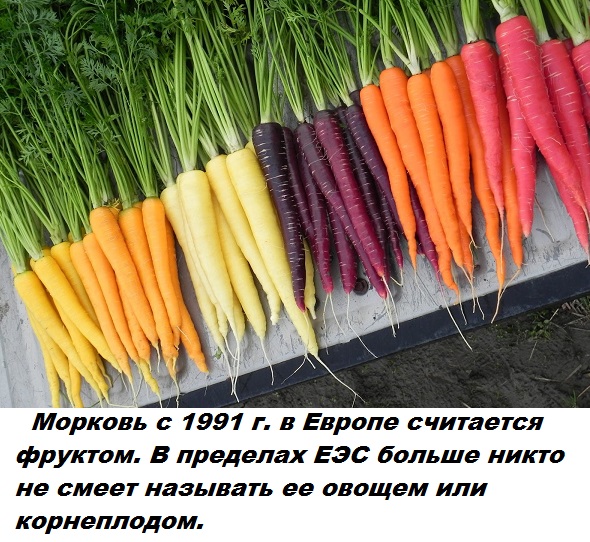 Подборка бесполезных фактов.