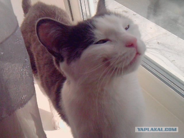 Котовторник (28.02.2012)