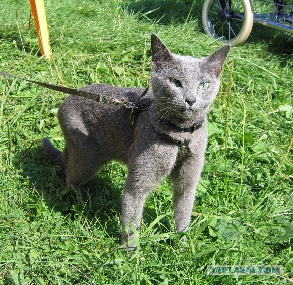 КОТОВТОРНИК (6.03.2012)