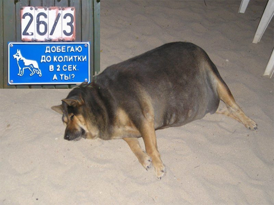 Фотожаба: О чем же думает собака?....