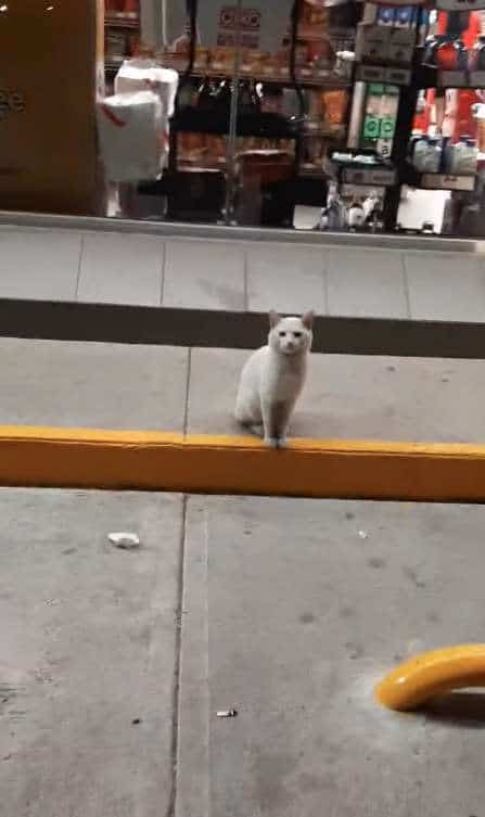 Одинокий белый кот каждый день приходил к магазину, садился у входа и чего-то ждал