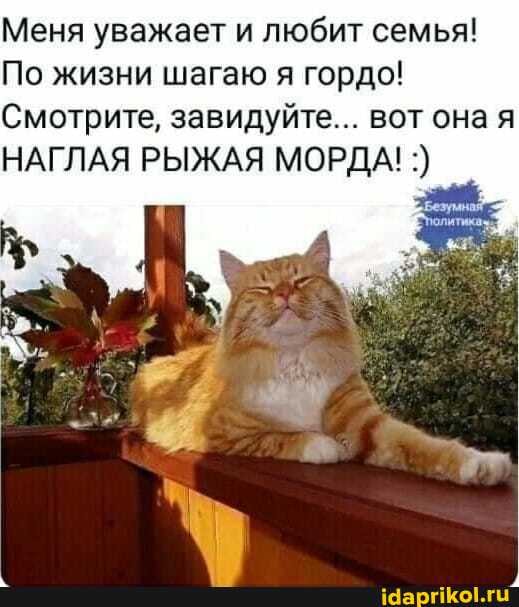 Котейки и солнышко