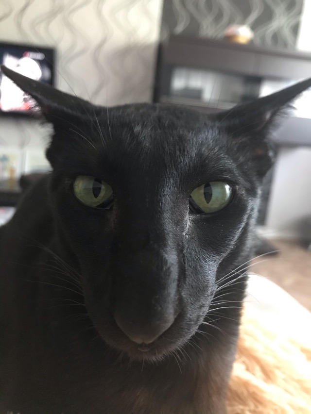 Котовторнику быть!