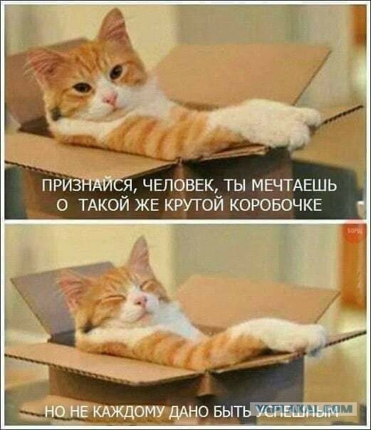 Забавные шутки, картинки и фразы из этих ваших интернетов 15.06.2021