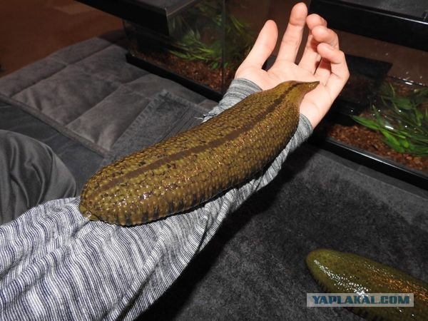 Самая большая в мире пиявка