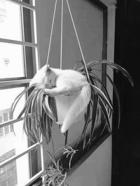 А это мой котан к котовторнику
