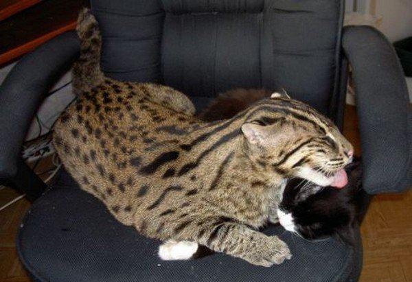 Кот камышовый домашний