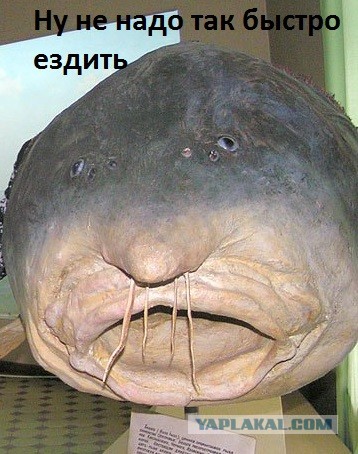 Дитя с гор подрезает автобус