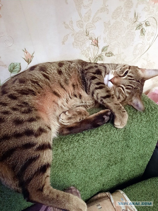 Моника