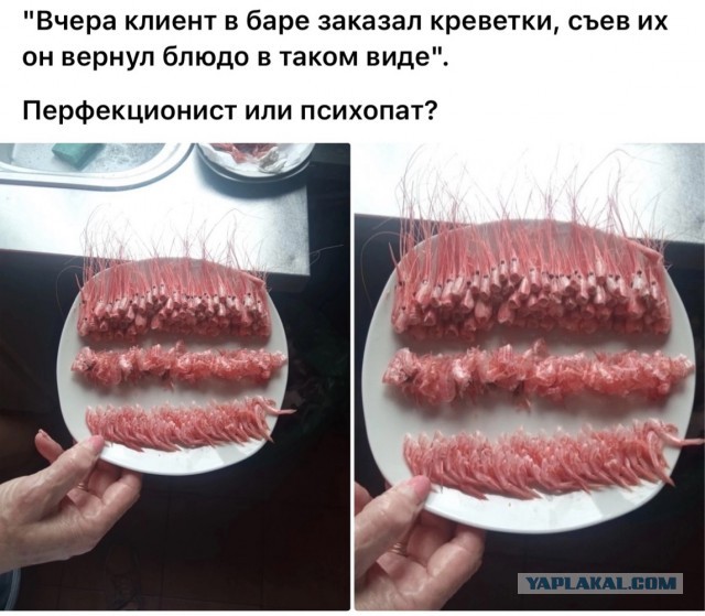 Весёлый полтишок 04.06.24