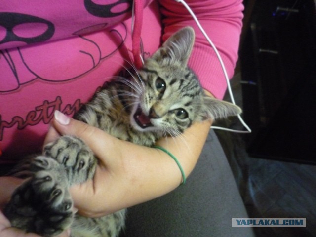 Котовторник 21.05.2013