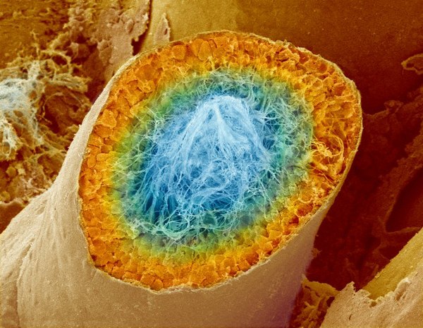 Фантастический мир человеческого тела