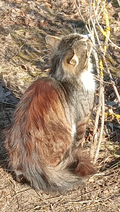 Маски-Шоу или Конкурс Короткого Креатива №31