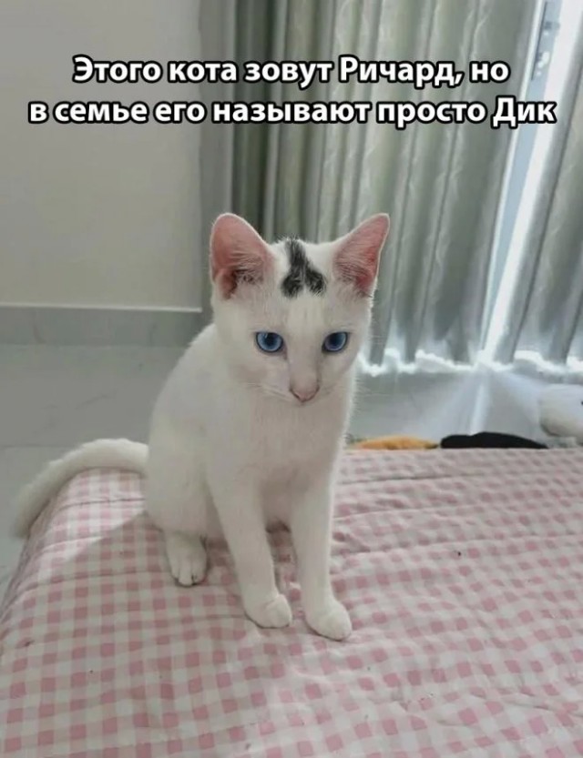 К котовторнику: подборка картинок-баянов с котиками и про котиков. Выпуск 12