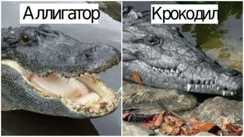 Животный мир