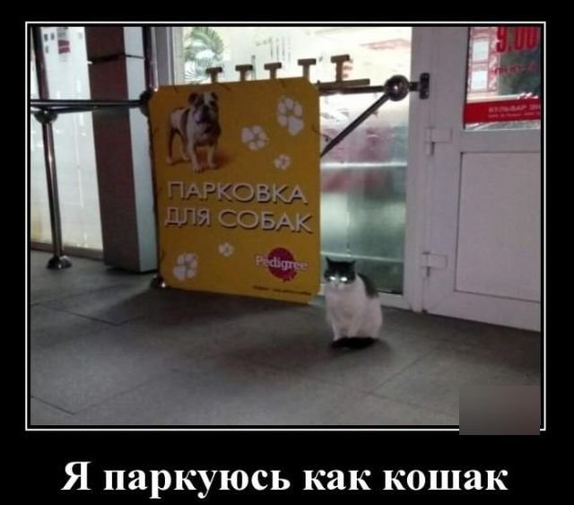 Картинки для деградации 139 (разной степени свежести)