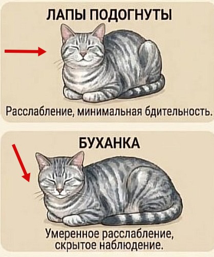А как спит ваша котейка