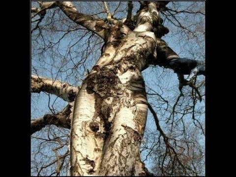 Такого бреда вы ещё не читали. Дачно банное.