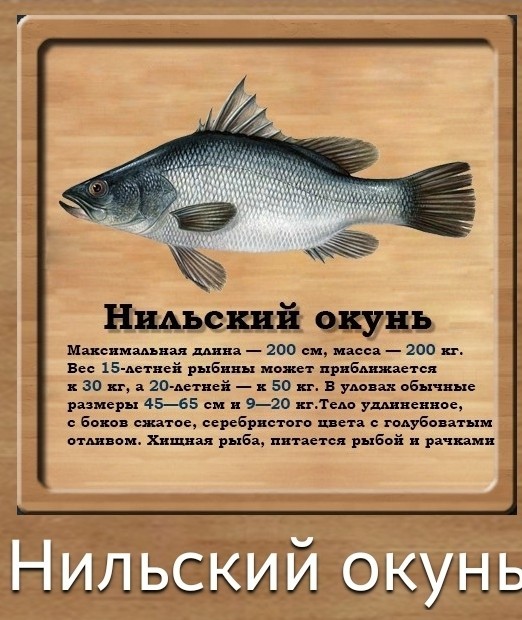 Нильский окунь. 100 килограммовый речной монстр рвущий снасти и пожирающий всех на своем пути.