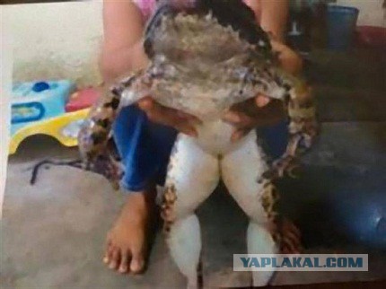 Вот такие у нас лягушки!