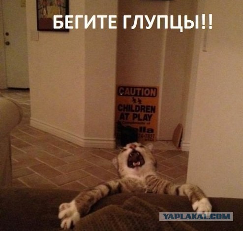 Коты ученых