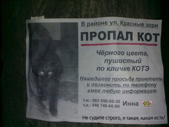 Внимание! Утерян Котэ!