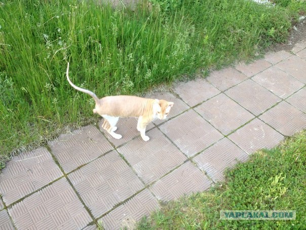 Котовторник 10.06.2014