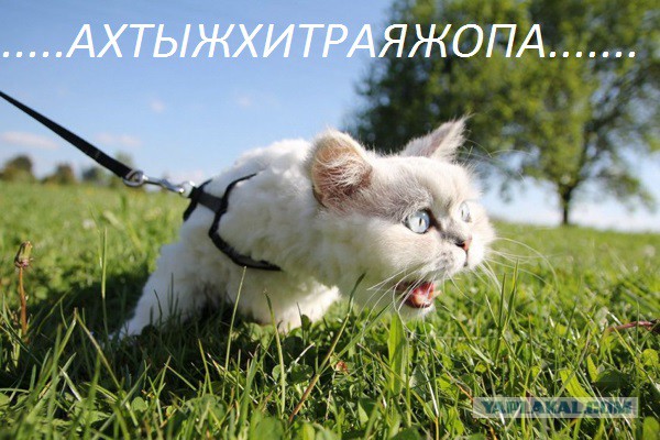 Волшебная травка