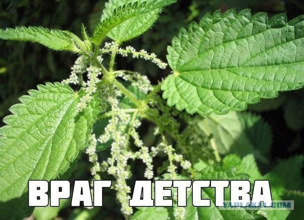 Славной Юкки пост.
