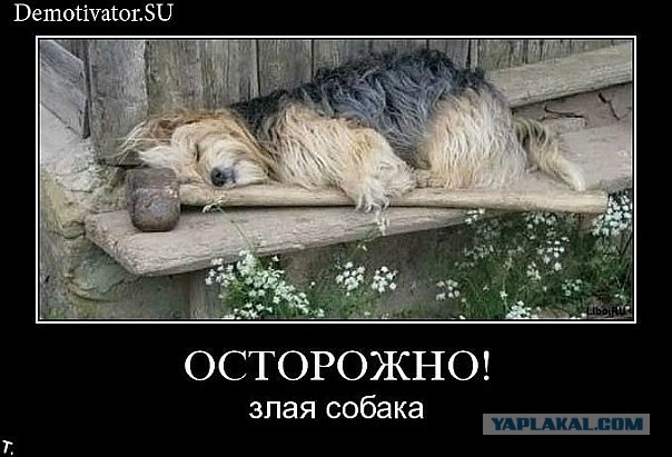 А что, собакочетверг отменили?