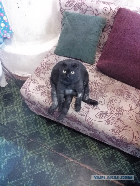 Котовторник  21.07.2015