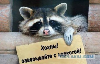Укросми опять курнули дури