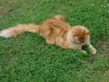 Мей Кун